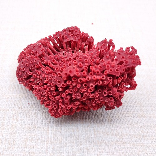 Red pipe organ coral fragment - red,